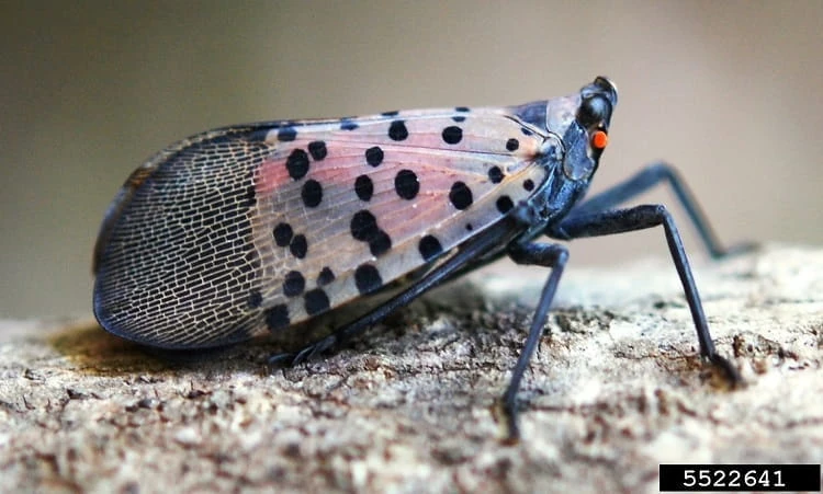 Less funding available for invasive species projects in Michigan