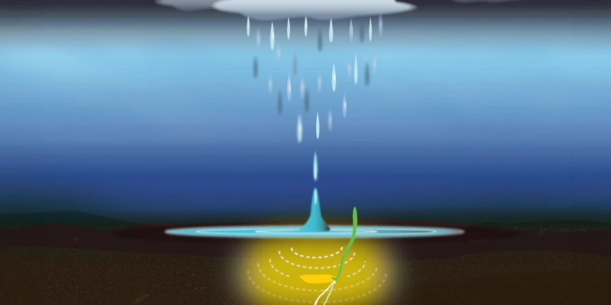 Plants appear to detect the patter of falling rain