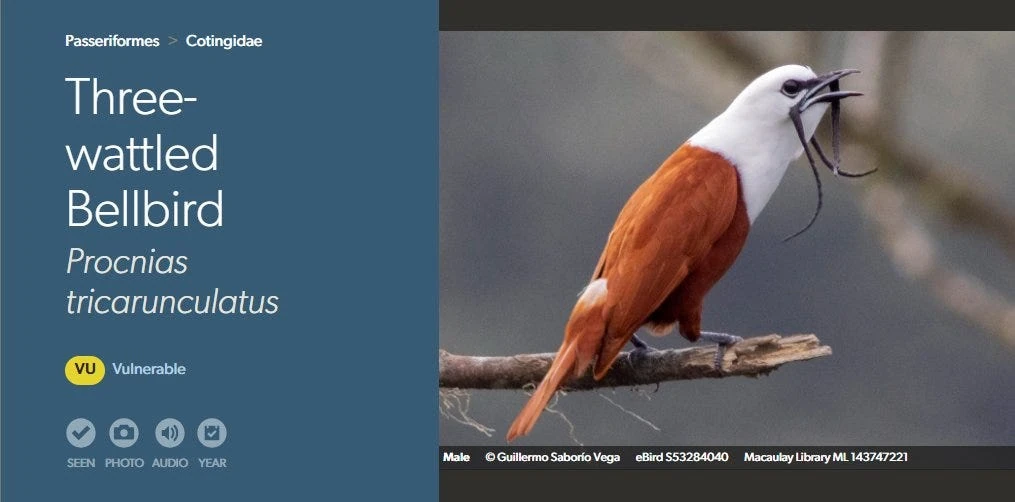 100 Greatest Bird Names of All Time