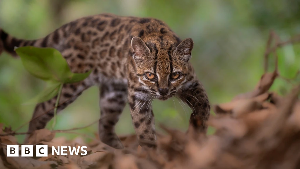 New wild cat species discovered – with only one known living member