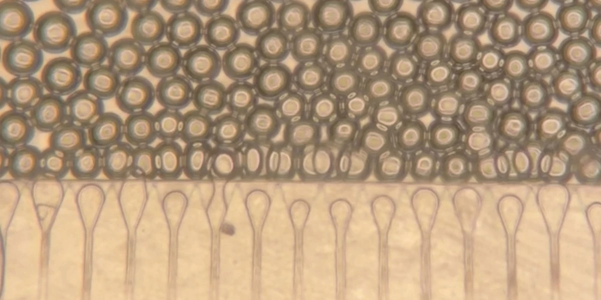Engineered “mini livers” could be injected as an alternative to transplantation