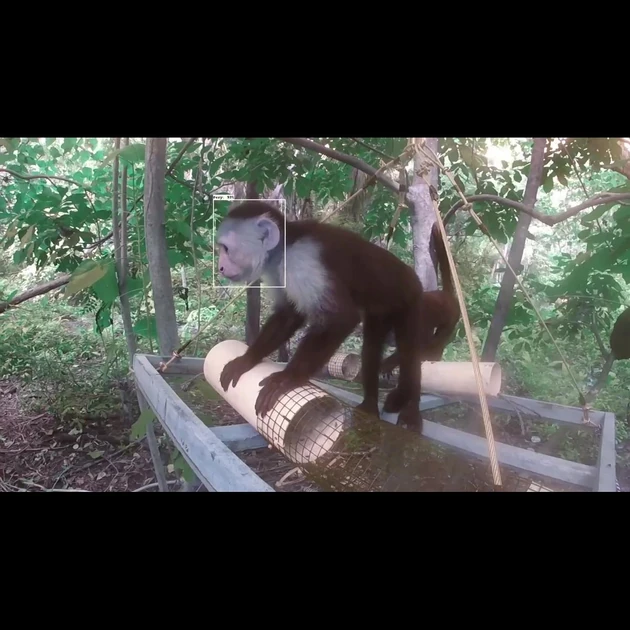 AI opens new era in cognitive studies of wild primates