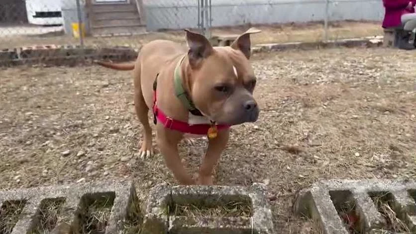 Scooby, a lovable 7-year-old American bully mix, is ready to meet his family