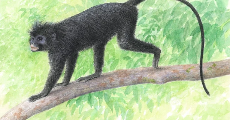 'Likweli': A new monkey species discovered in the Congo Basin