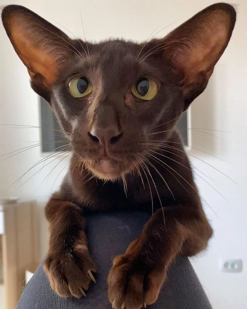Frank is lovable Y or N?🐈