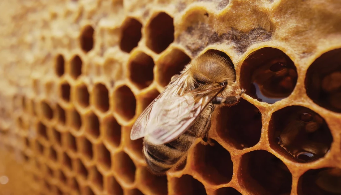 Queen bees emerge from special wax chambers