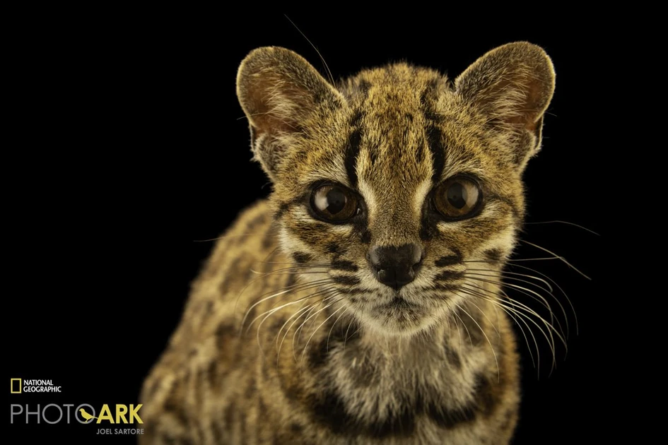 New cat species identified for first time in 100 years