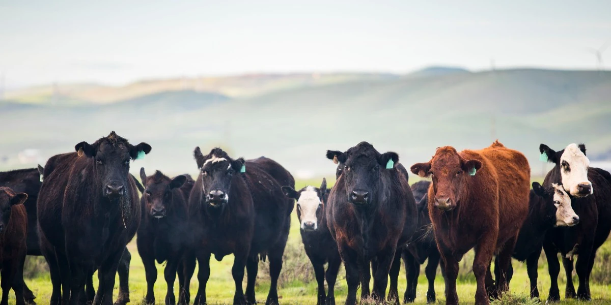Why California’s carbon manure math doesn’t add up