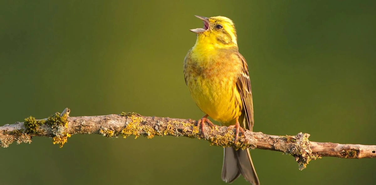 Do birds have accents? the regional differences in birdsong