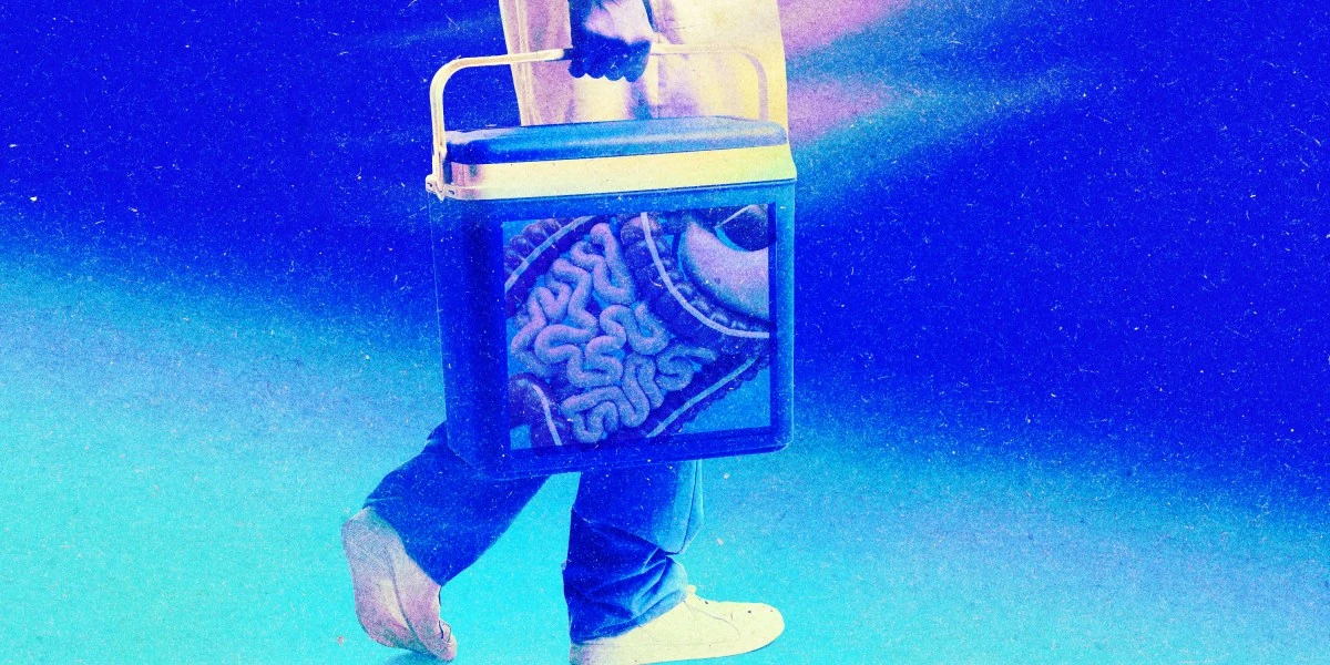 The quest to keep organs alive outside the body