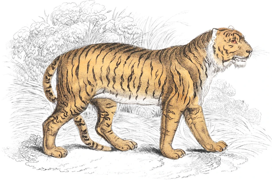 1,300 Beautiful Wildlife Illustrations from the 19th Century Now Restored