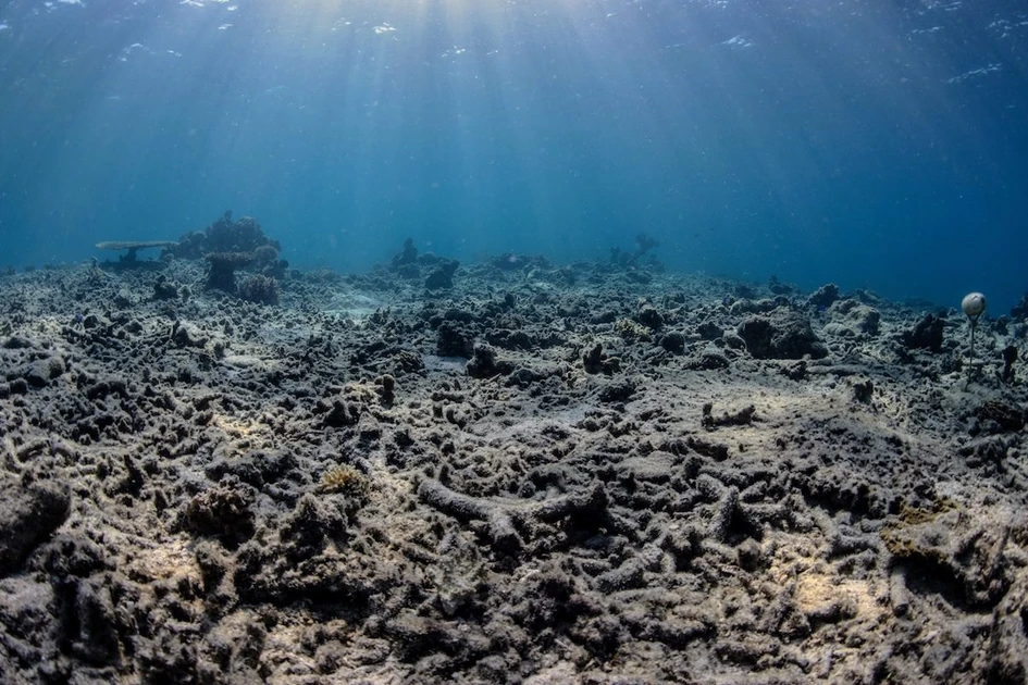 Bomb Fishing Is Wreaking Havoc on Indonesia's Coral Reefs