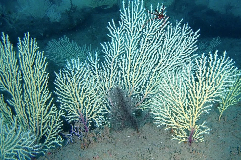Long Presumed Dead, a Thriving Coral Reef Is Discovered in West Africa