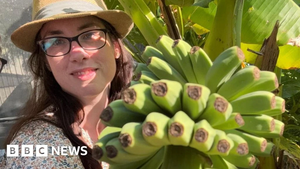 Bananas sprout in Rayleigh Garden UK after 15 years