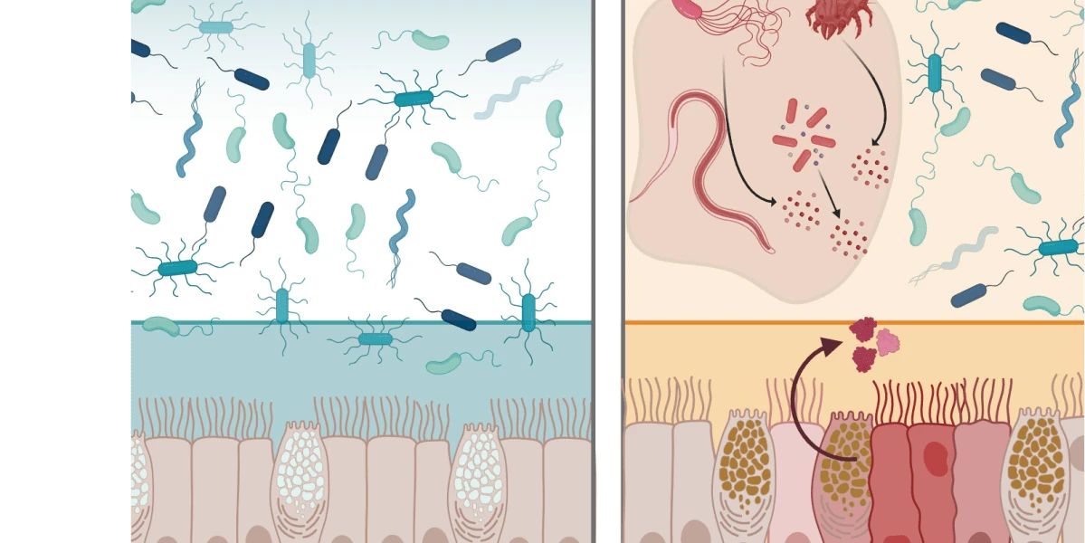A natural protein may protect the GI tract from infection