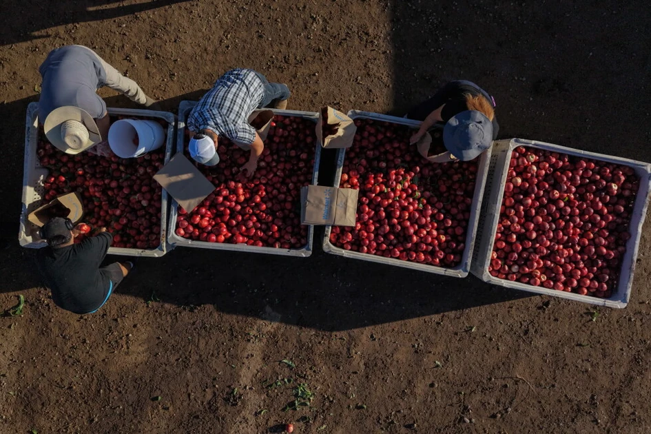 A Cali. farmer is giving away tons of nectarines that he's not allowed to sell