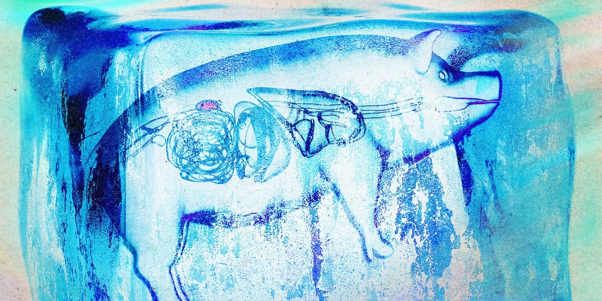 Supercooled kidneys have been transplanted into pigs in a “landmark achievement”