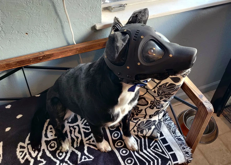 Puppy PPE
