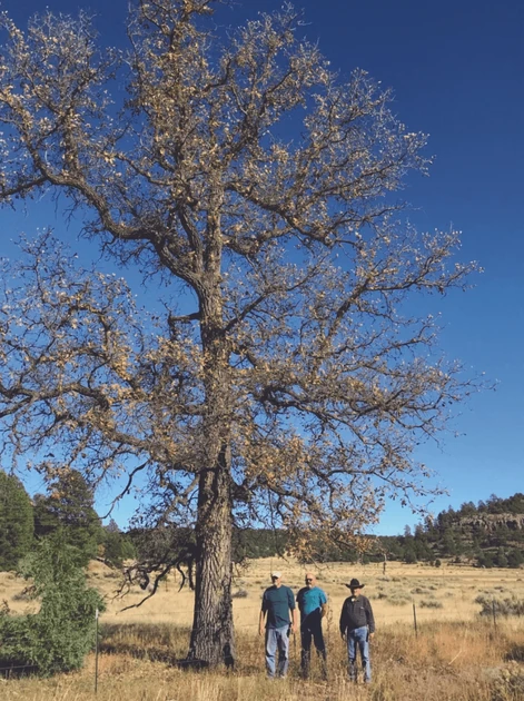 Trees for a Changing Climate and Resilient Urban Forest (2022)