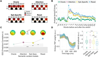 EEG shows brain can simultaneous encode two speech streams