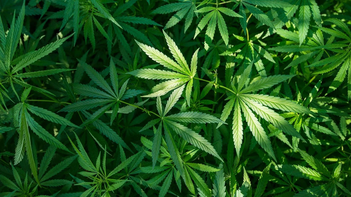 Open Thread 420