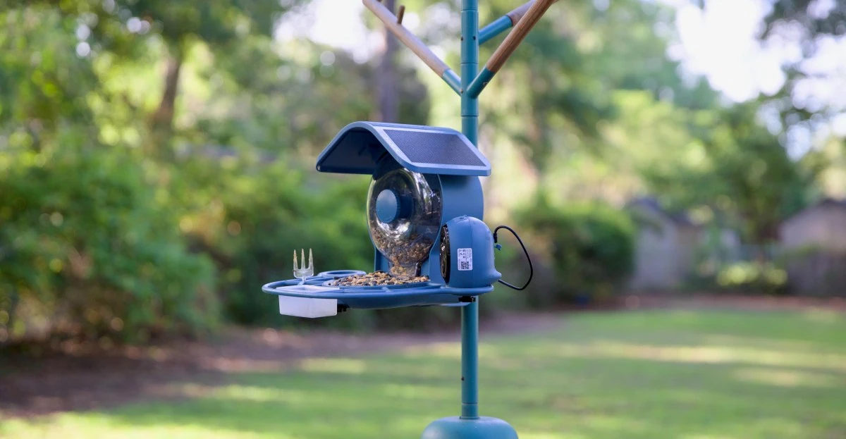 This smart bird feeder captures more of my backyard drama