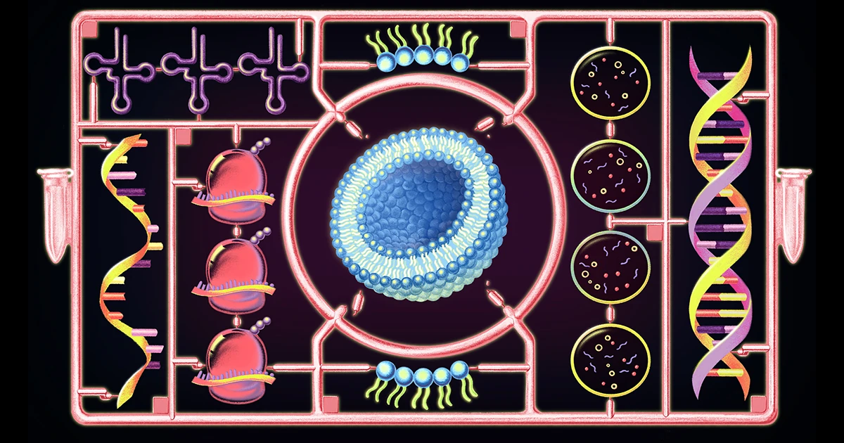 For First Time, a Cell Built from Scratch Grows and Divides