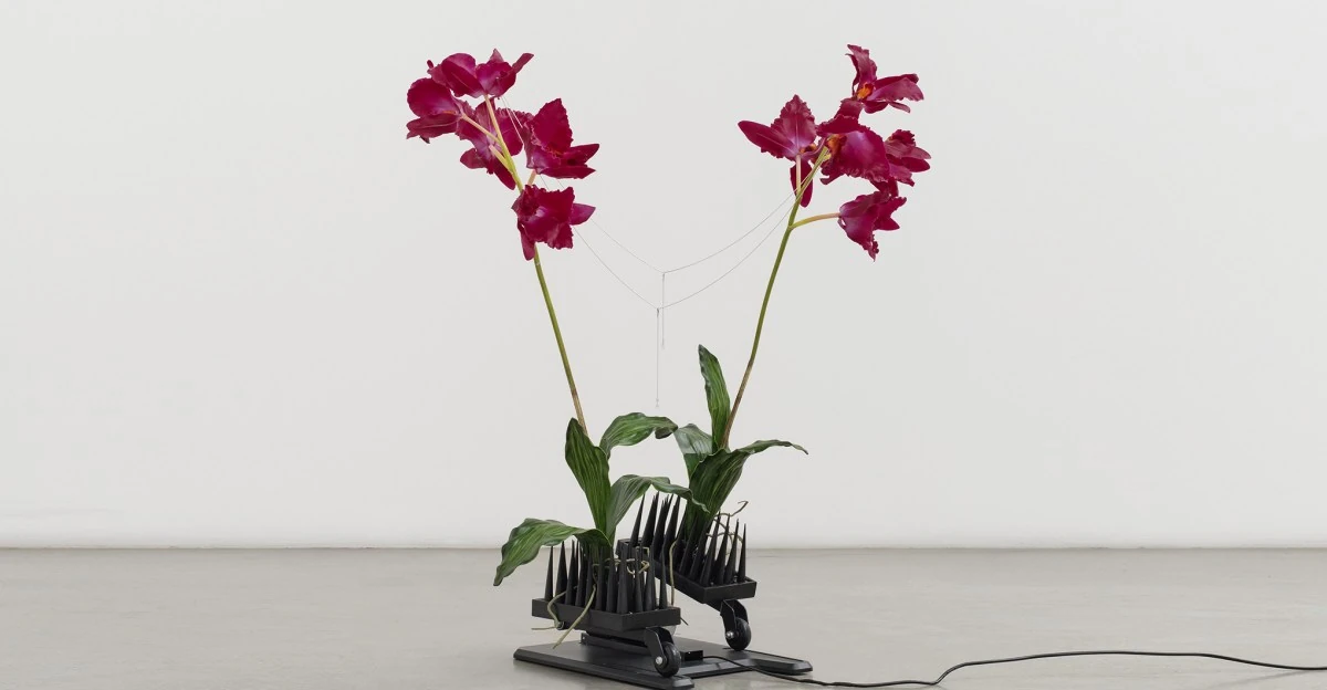 Ghost orchid in the machine
