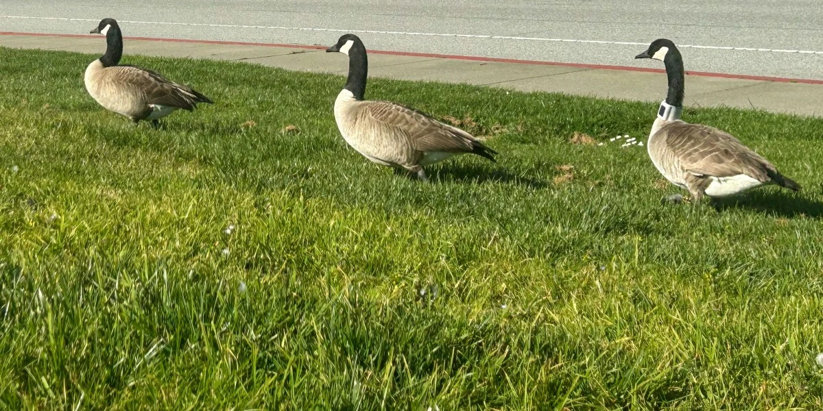 One town’s scheme to get rid of its geese