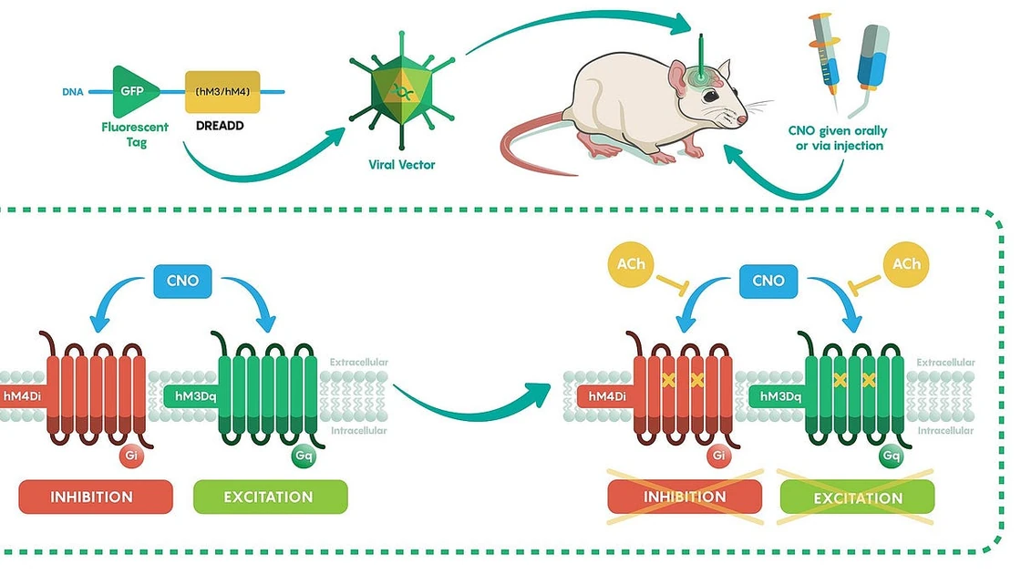 The race to engineer new knobs for the human brain