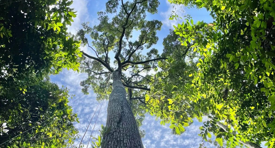 Giant trees have no trouble pumping water to top branches