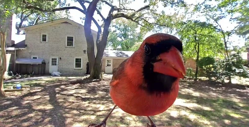 The solar-powered Birdbuddy Pro is on sale for $168, the lowest price yet