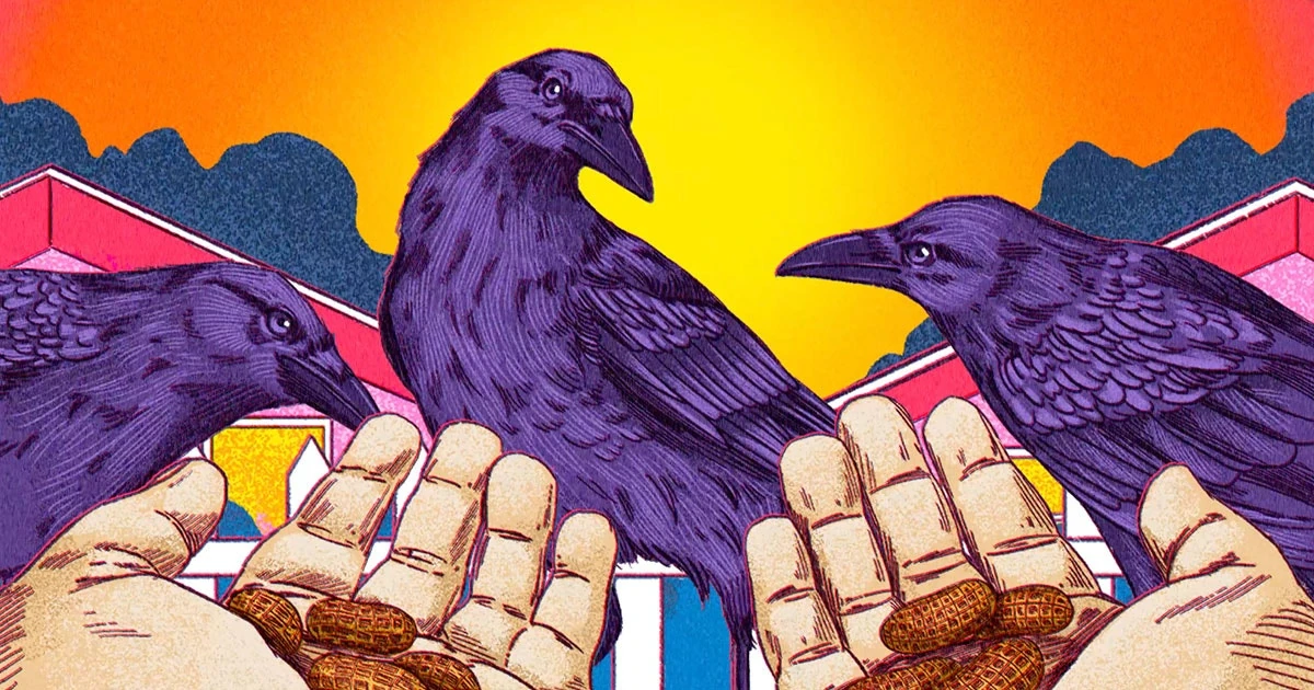 Are Crows Our Friends?