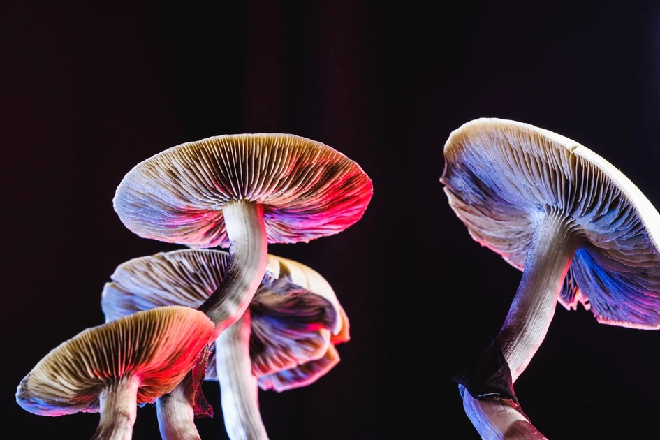 Could psilocybin be the key to treating anorexia?