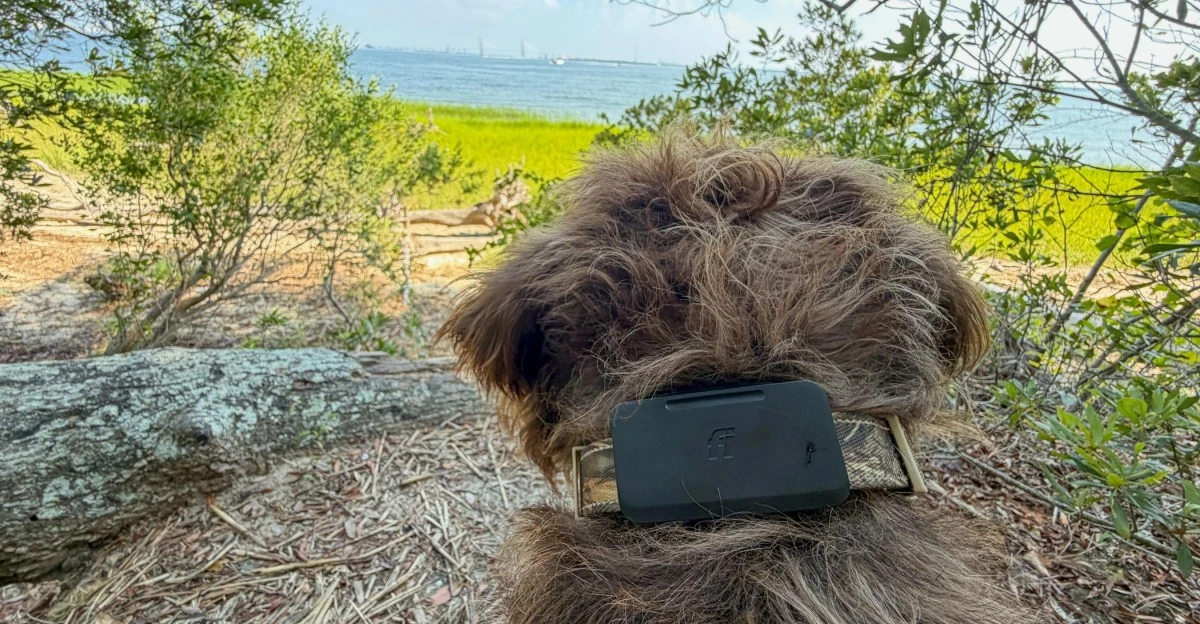 First look: Fi Ultra Starlink pet tracker