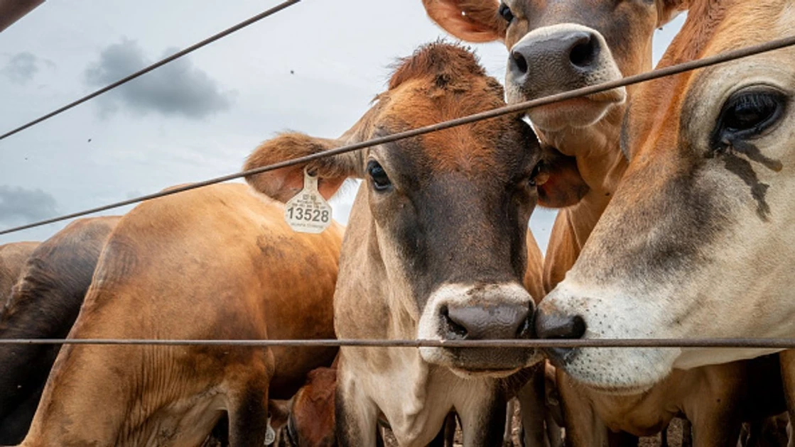 USDA recalls 30k pounds of Argentine beef sold in Texas and Florida