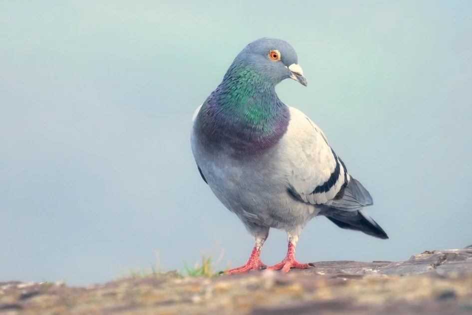 ‘Slow-cial’ app Roost forces you to slow down to the speed of a carrier pigeon