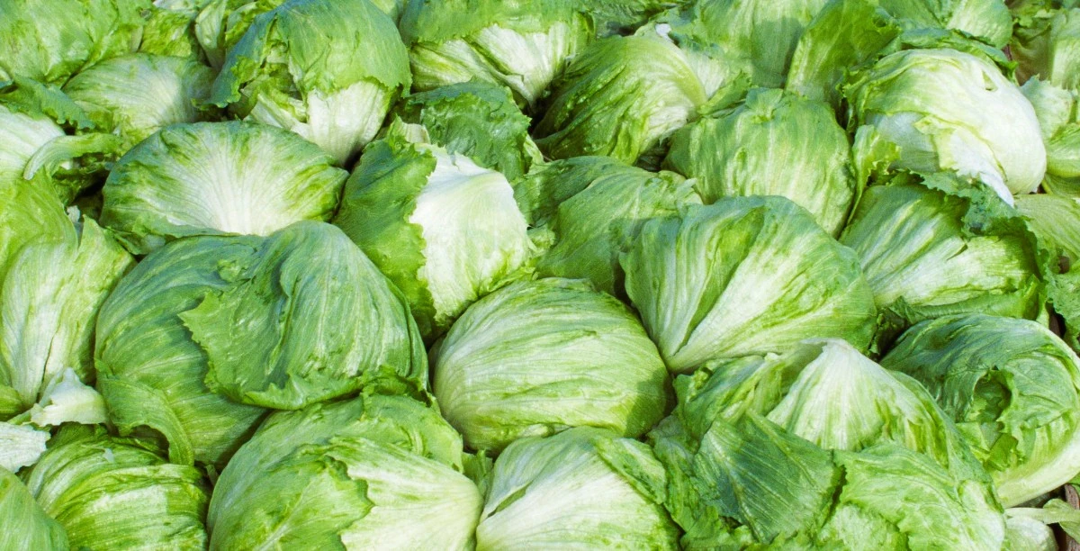 Taylor Farms pulls iceberg lettuce from the US market after cyclosporiasis outbreak