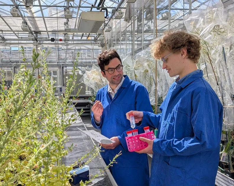 Scientists solve 200-year-old puzzle of how tobacco plants make nicotine