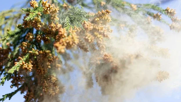Japan is gripped by mass allergies. A 1950s project is to blame