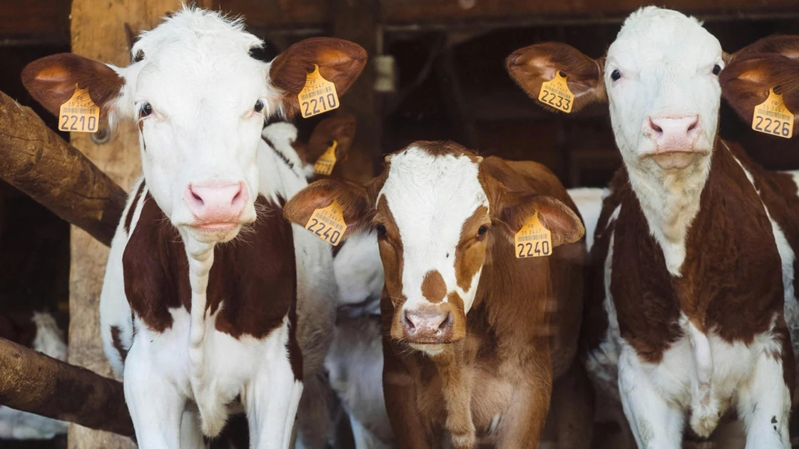 Brazilian farmers tokenized dairy cows to get loans, bypassing bank limits