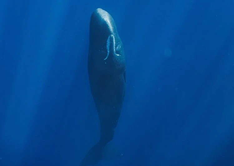 Sperm Whales blow bubbles to achieve restful, vertical sleep