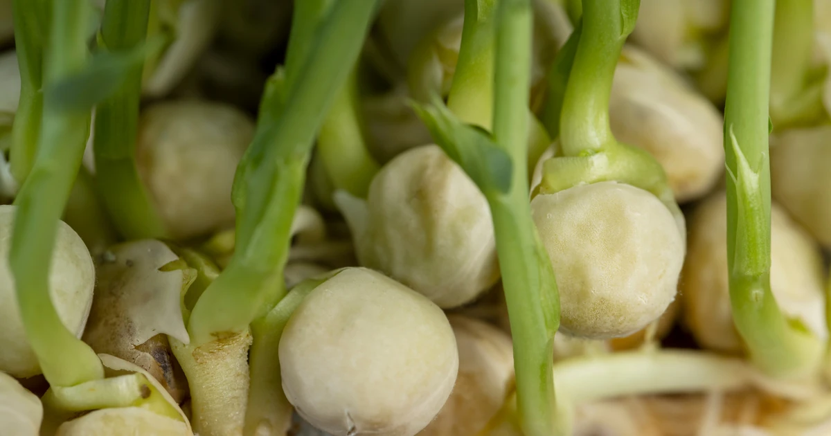 Three schoolgirls in Kinsale pulled up a pea plant covered in warts (2016)
