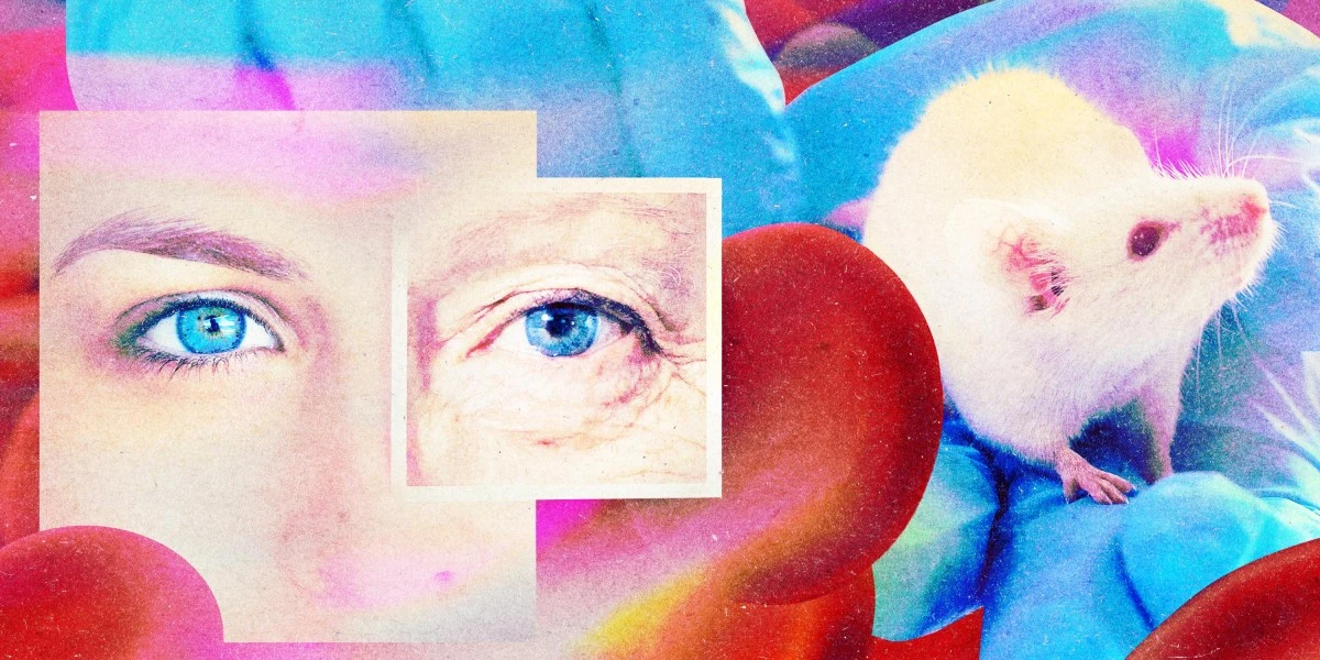 A startup claims it’s found a drug to make your blood young