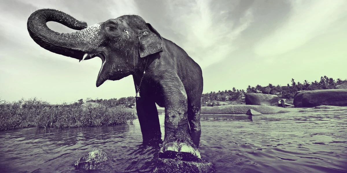 Elephant alert! AI warning systems aim to avoid deadly clashes