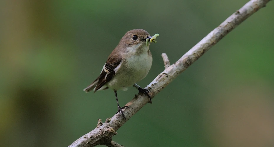 Scientists discover guidance system for migratory songbirds
