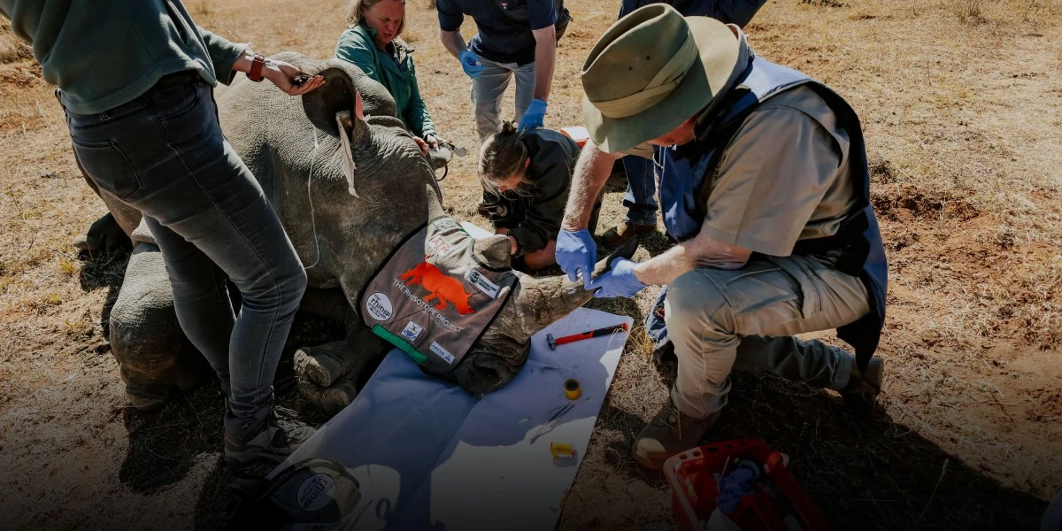 The Download: radioactive rhinos, and the rise and rise of peptides