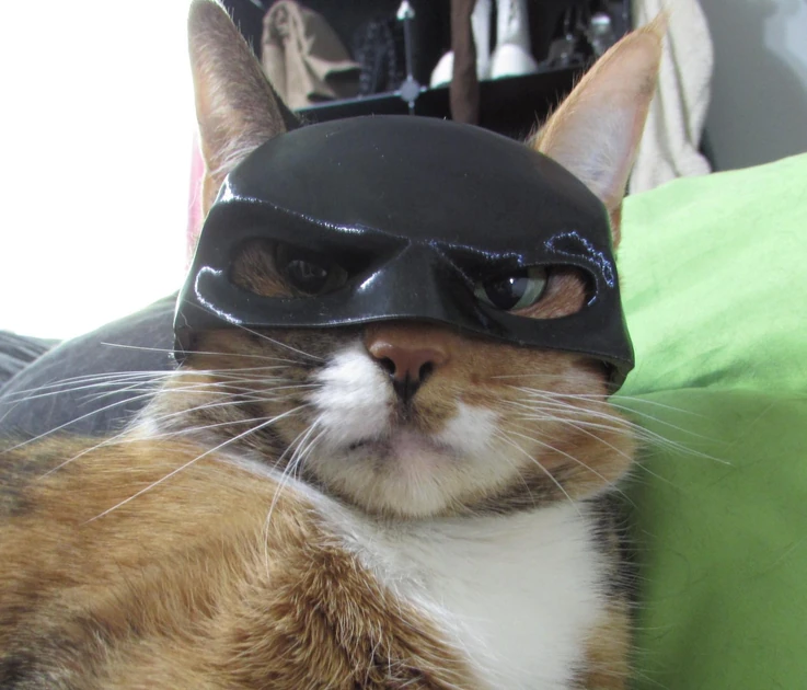This is Gypsy and she has worn this for 4 days straight. The mask falls off easily and every time it has fallen off, she meows constantly until you put it back on her head. I guess, until she gets tired of it, I will have to call her Bat-Gypsy 😂 such a weird lovable cat with loads of personality.