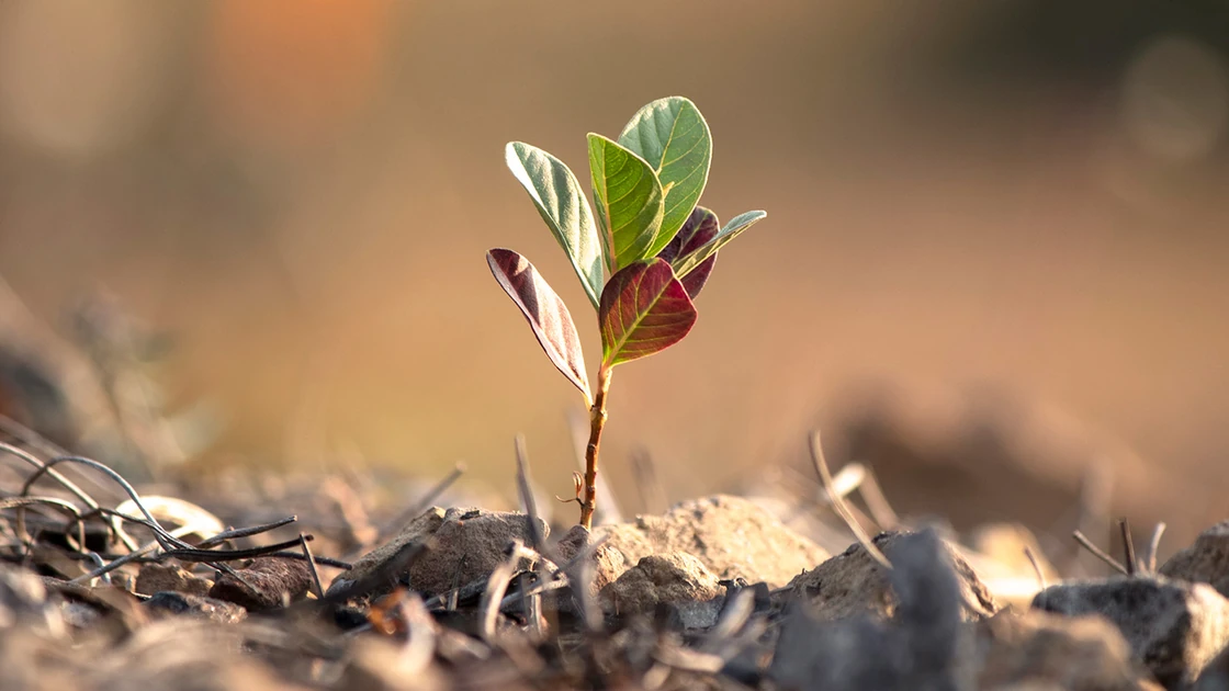 The State of Seed Fundraising | J.P. Morgan