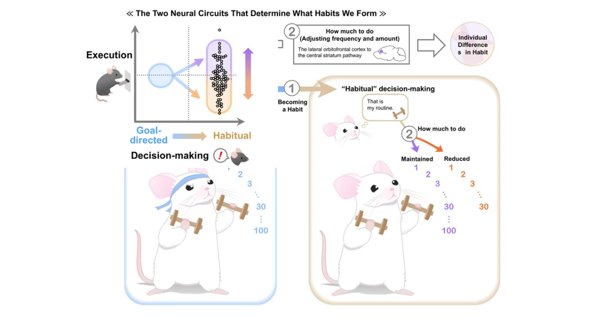 Unraveling the mysteries of habit formation
